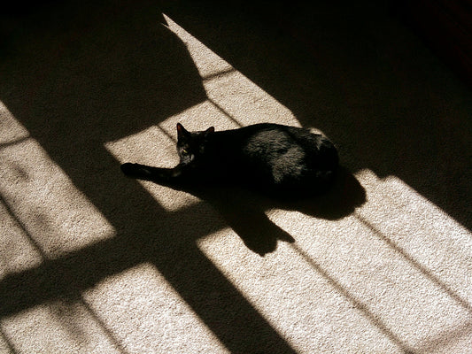 Top 17 Keepsakes for When You Miss Your Beloved Pet